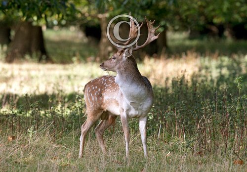 Fallow Deer  Buck DM1589